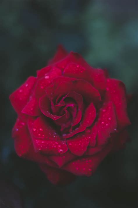 Free Photo Selective Focus Photography Of Red Rose Beautiful Flower