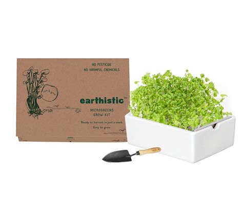 Roselle Microgreens Grow Kit