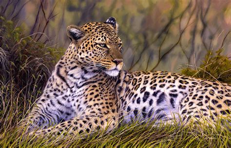 African Leopard Painting By Jason Morgan Fine Art America