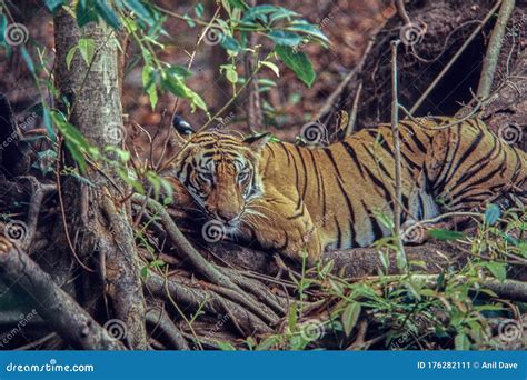 Tiger At Bandhavgarh National Park Tiger Reserve Umaria Madhya Pradesh