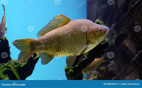 Freshwater Fish Crucian Swims In The Aquarium The Crucian Carp In An