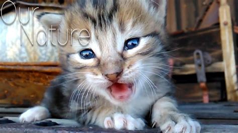 Cats Meow Cutest Little Kittens Meowing Compilation 2017 Youtube