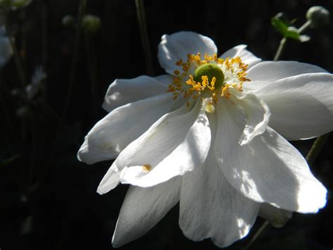 Free Images Nature Blossom White Sunlight Flower Petal Botany
