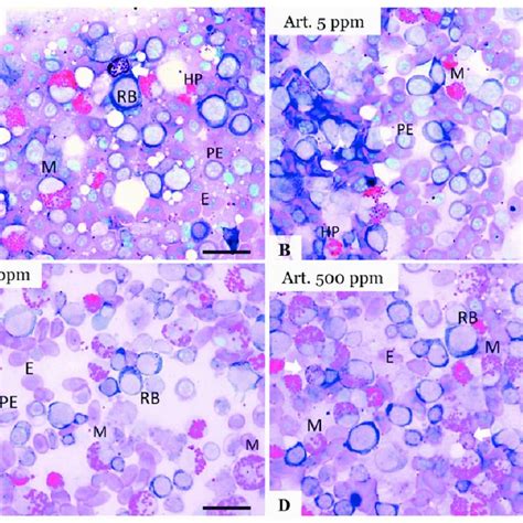 Cytological Images Of Bone Marrow Following The Chronic Oral Intake Of
