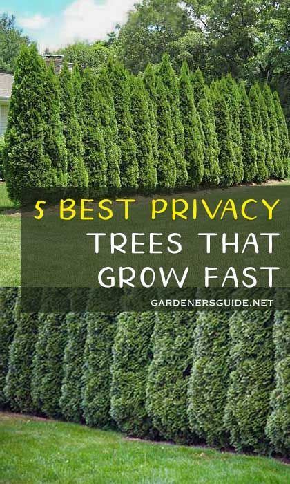 5 Best Privacy Trees That Grow Fast Privacytrees Privacy Tree