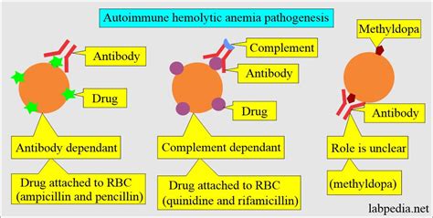 Anemia Part 8 Hemolytic Anemias Classification Lab Diagnosis