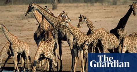 in pictures necks on the line saving the west african giraffe environment the guardian