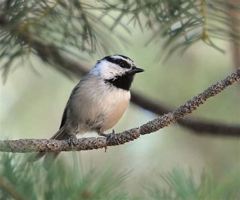 Mountain Birds Beat The Odds Focusing On Wildlife