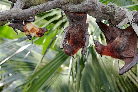 Malayan Flying Foxes Or Fruit Bats In License Image 70517251