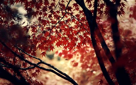 Red Leaf Wallpapers Wallpaper Cave