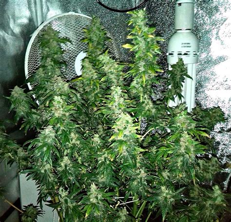 Best Hydroponic Nutrients For Cannabis Grow Weed Easy