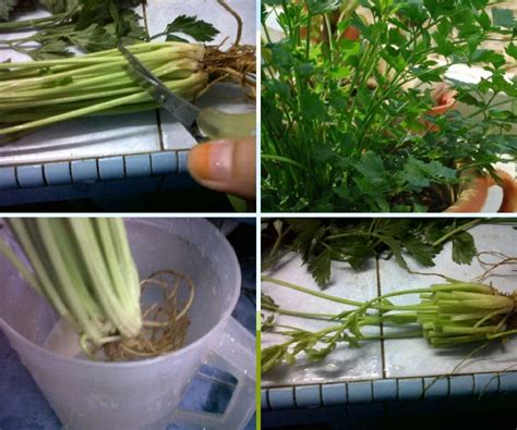 Daun ketumbar juga mengandung mineral potassium yang sangat penting untuk membantu dalam mengontrol detak jantung agar tetap normal. Inilah Cara Tanam Daun Sup Dan Ketumbar Dari Akar Betul ...
