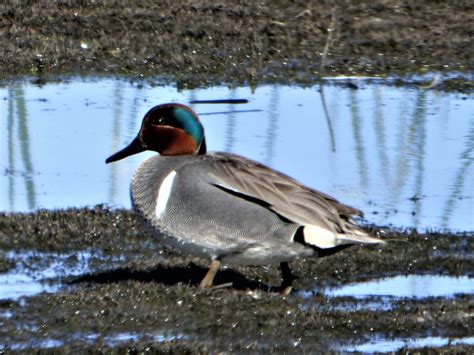 Geotrippers California Birds Green Winged Teal At The San Luis
