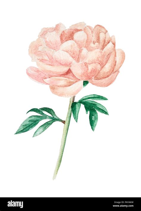 Hand Drawn Pink Peony With Leaves Isolated On White Background