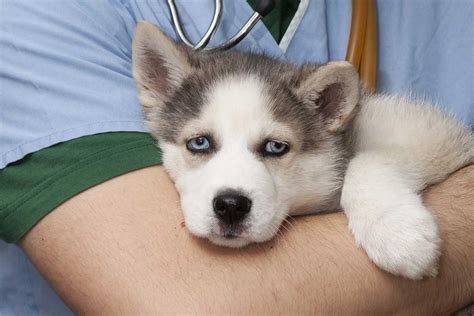 First vet visit is remarkably difficult to say. Your Puppy's First Veterinary Visit: What to Know