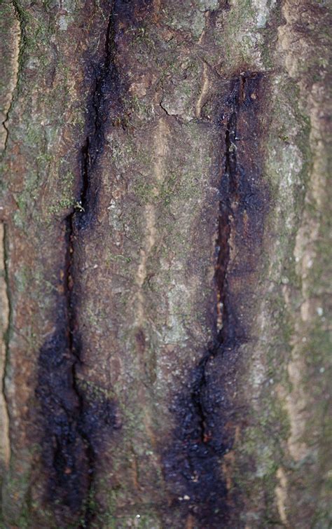 Sudden Oak Death Phytophthora Ramorum