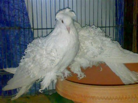 Most Popular Fancy Pigeons Uk And Usa Fancy Pigeons ~ Kabootar Baaz