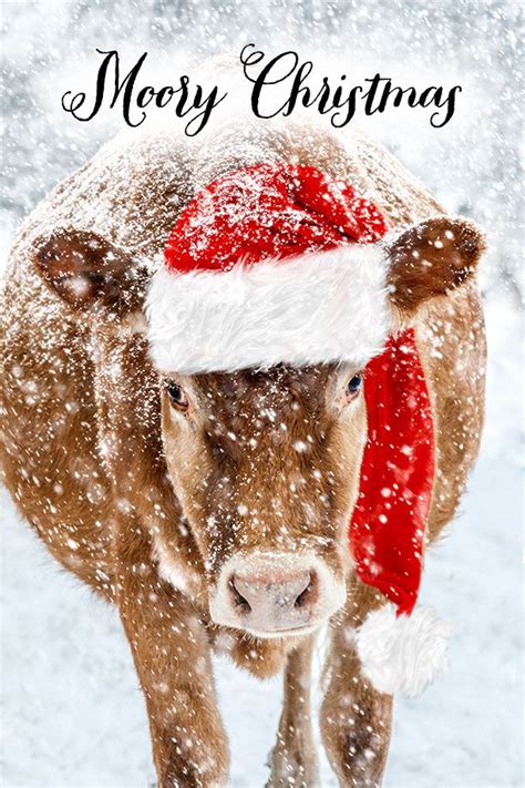 Merry Christmas Images Cows