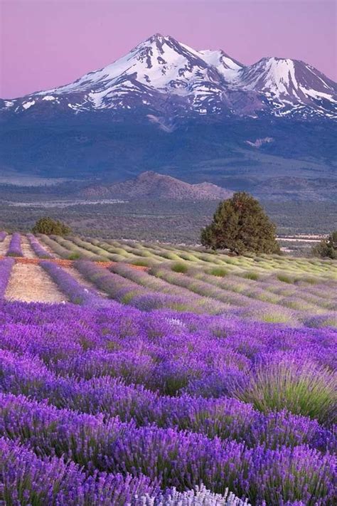 Lavender Fields Mountain In The Background Nature Scenery Mountain