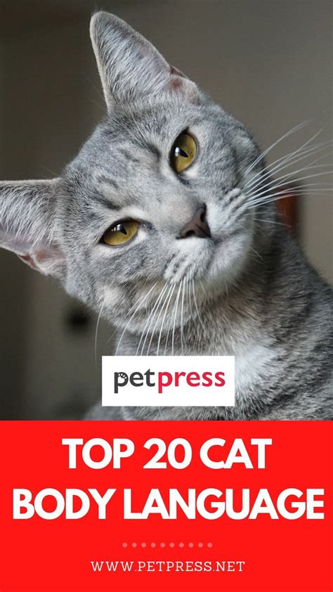 20 Ways Your Cat Is Communicating With You Cat Body Language Charts