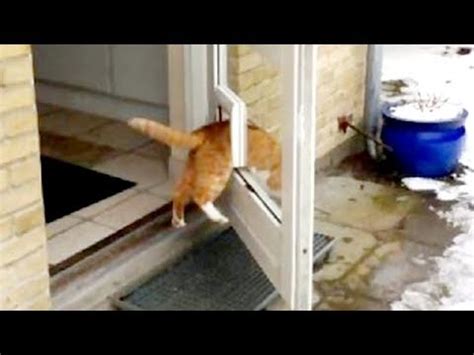 TRY NOT TO LAUGH At This Super FUNNY CAT VIDEOS COLLECTION Funny CATS YouTube