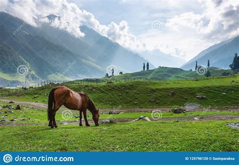 Scenic Countryside Landscape Horse Grazing Grass In Meadow In The