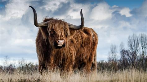 Highland Cow Wallpapers Wallpaper Cave