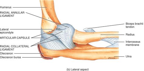 Medial Elbow Anatomy