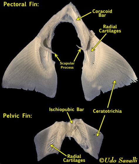 Bio370 Shark Skeleton