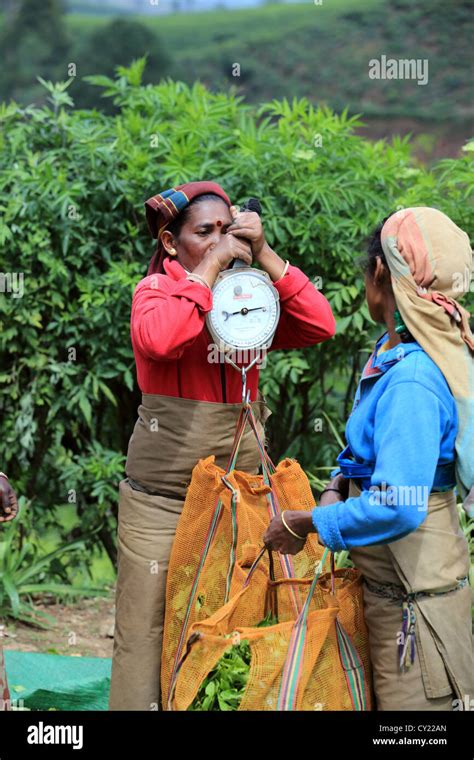 Sri Lankan Women Weighing Sacks Of Fresh Picked Tea At A Tea Estate