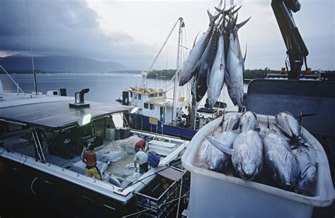 Inicia Temporada De Pesca De Atún En El Océano Pacífico Agromarketing
