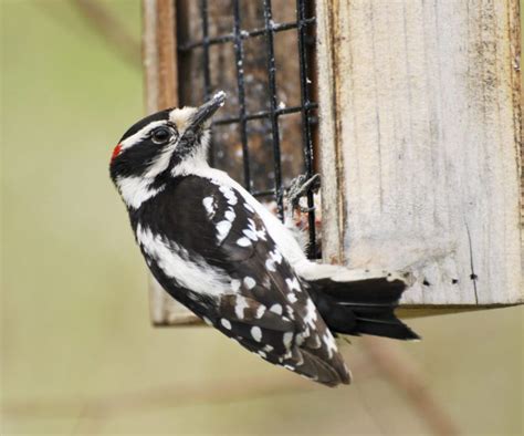 Types Of Woodpeckers In Minnesota Cafeojuara