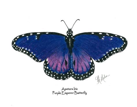 Purple Emperor Butterfly Drawing By Jill Mcmahon Fine Art America