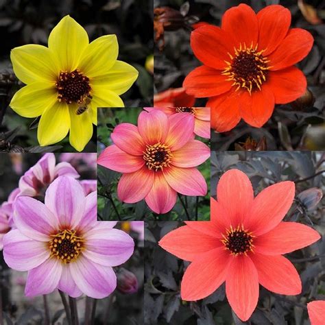 Dahlia Mystic Collection Pack Of Five Plants In Bud And Bloom