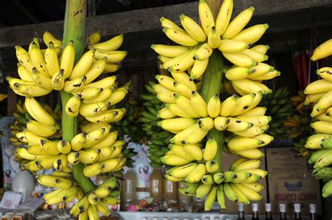 Bananas Taal Pictures Philippines In Global Geography