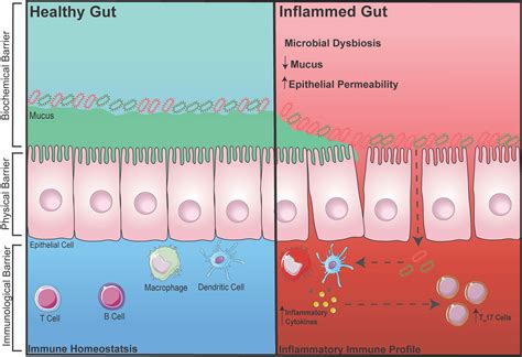 Frontiers Healthy Gut Healthy Bones Targeting The Gut Microbiome To