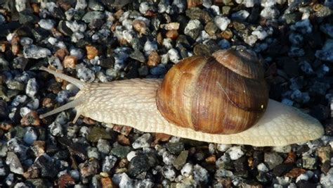 Schnecken bekämpfen im Garten