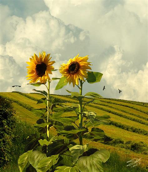 For these reasons i will share some of the best sunflower wall decorations available with the hopes you will find something. Two Giant Sunflowers Digital Art by Schwartz