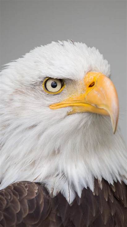 Eagle Bald Wallpapers Patriotic Eagles Iphone Desktop