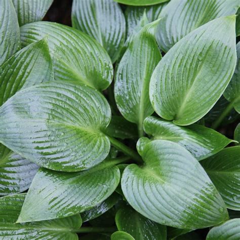 Buy Plantain Lily Hosta Devon Green £1699 Delivery By Crocus