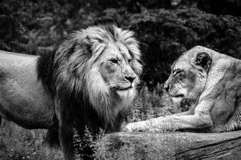 Lion And Lioness Love Quotes Quotesgram