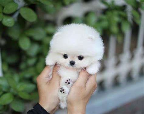 Happy teacup homes are having amazing teacup maltese puppies for sale. 63+ Teacup Dogs For Sale Near Me Cheap - l2sanpiero