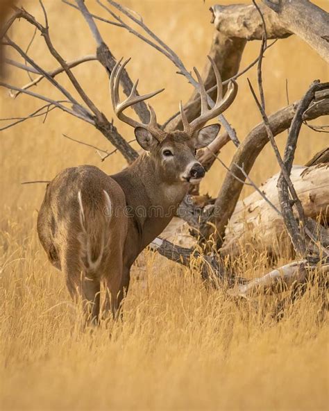 Whitetail Deer Buck Checks His Back Trail During Hunting Season Stock