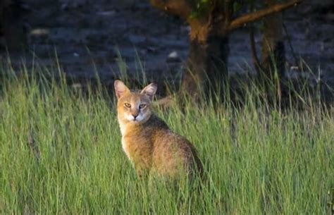 Jungle Cat Habitat Diet Facts And Where To See Them