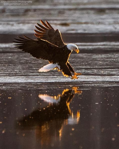 A Bald Eagle Landing Backlit By The Rising Sun When Salmon Swim