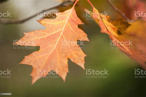 Old Oak Tree Stock Photo Download Image Now Autumn Beauty In