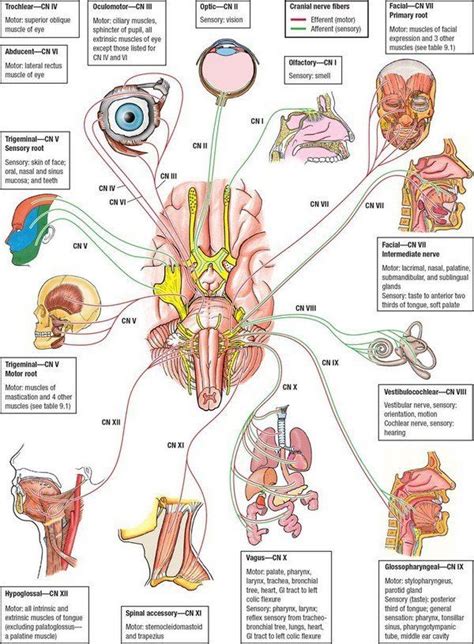 Cranial Nerves Basic Function School Medical Coding Anatomy Physiology Medical