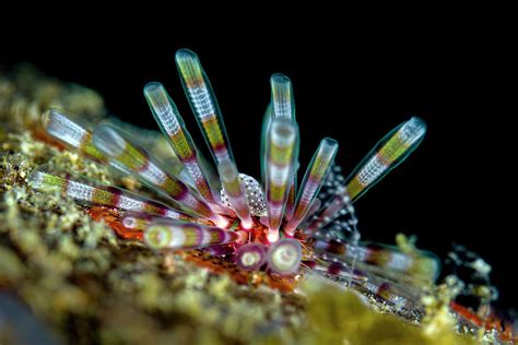 Ten Lined Sea Urchin Eucidaris Photograph By Bruce Shafer Fine Art