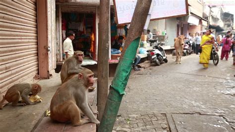 VRINDAVAN, INDIA - JULY 14, 2015: Monkey On A City Street To Steal ...