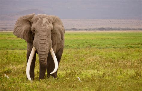 No People Ransom Standing Outdoors Big Landscape Elephant Tusks